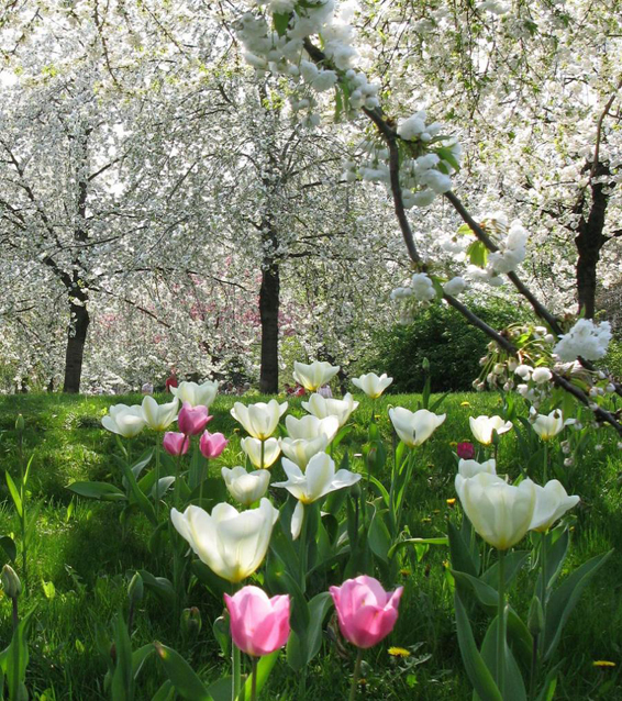 Spring mood - для всех весна разная, для кого то справа, а для кого то слева, радуемся!